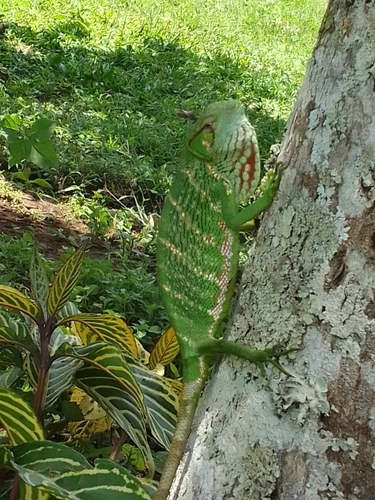 Berthold's Monkey Lizard