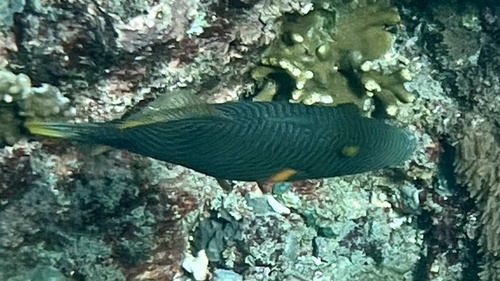 Balistapus undulatus
