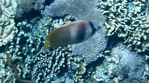 Chaetodon kleinii