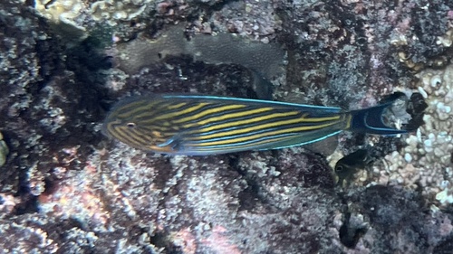 Acanthurus lineatus