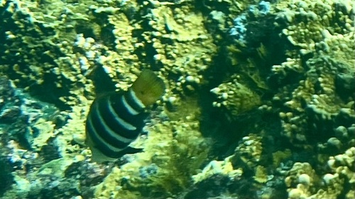 Hemigymnus fasciatus