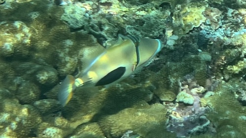 Rhinecanthus verrucosus