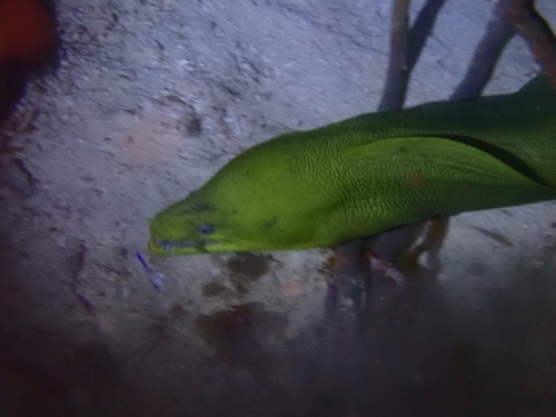 Gymnothorax funebris