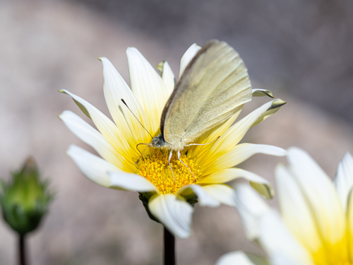 Small White