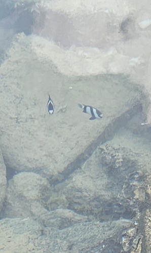 Dascyllus abudafur