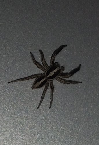 Pantropical Jumping Spider