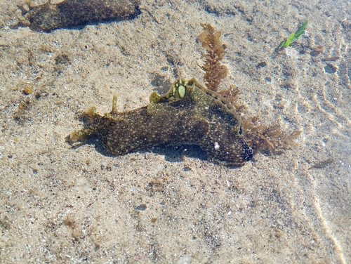 Aplysia argus