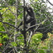 Black Sumatran Langur - Photo (c) m choi azis, all rights reserved, uploaded by m choi azis