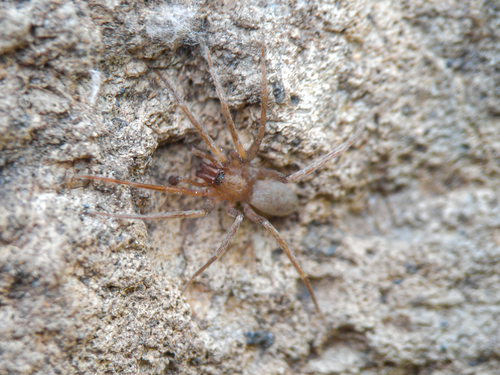 Mesiotelus viridis