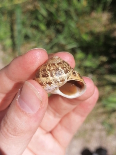 Cornu aspersum