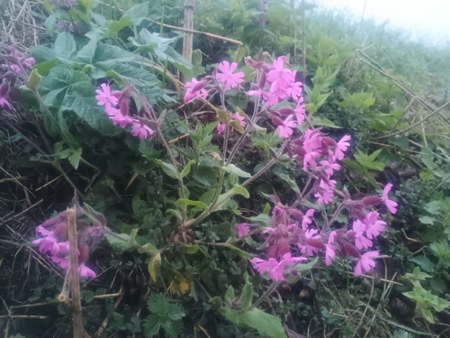 red campion
