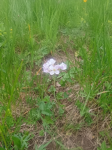 Cuckooflower