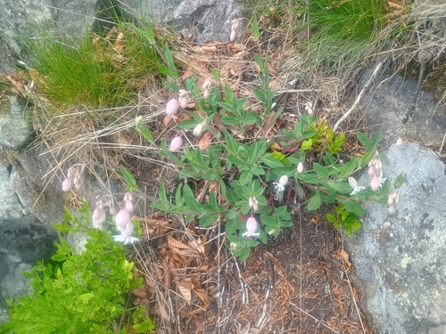 bladder campion