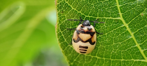 Pied shield bug