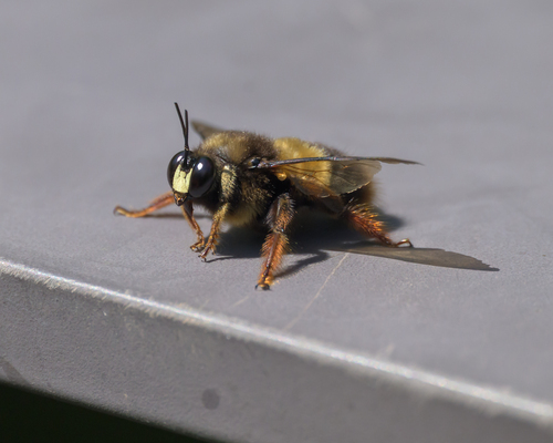Chinese Bumble-bee Carpenter