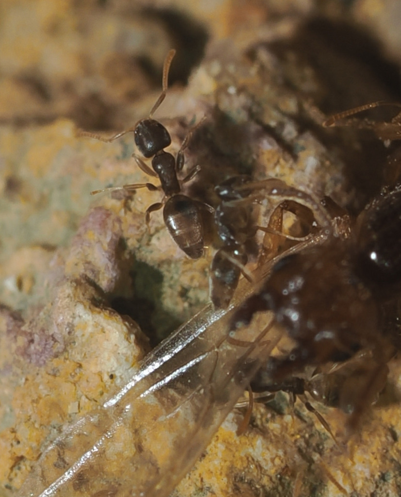 Ghost Ant in April 2026 by Alexey Reshchikov · iNaturalist