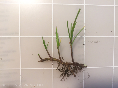 Asiatic Greenhead Sedge — photo 1