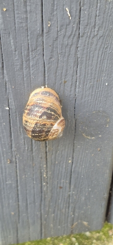 Cornu aspersum