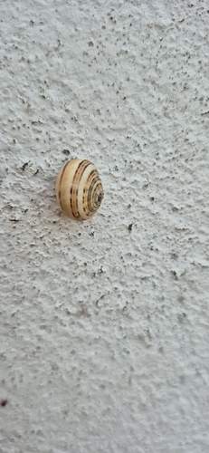 Theba pisana
