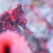 Observation photo