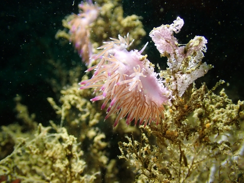 Flabellina affinis
