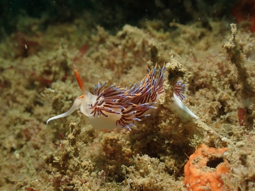Cratena peregrina