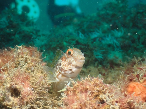 Parablennius pilicornis