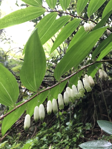 Polygonatum arisanense Hayata