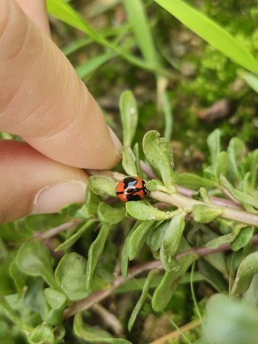 Six-spotted Zigzag Ladybird