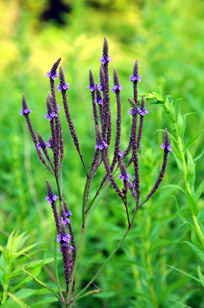 Verbena hastata — a medium houseplant, prefers full sun light