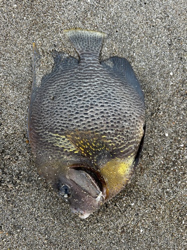 Pomacanthus zonipectus