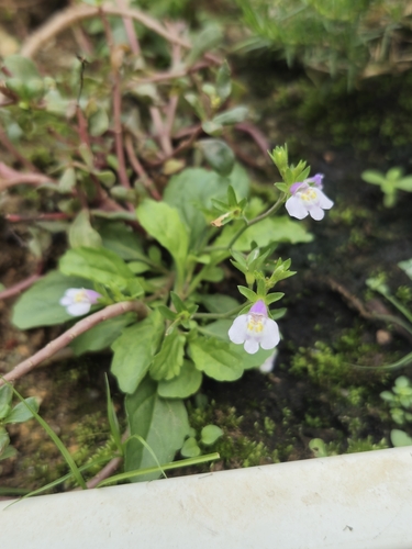 Asian mazus
