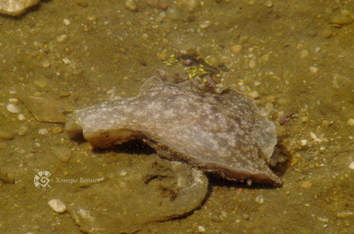 Mottled Seahare