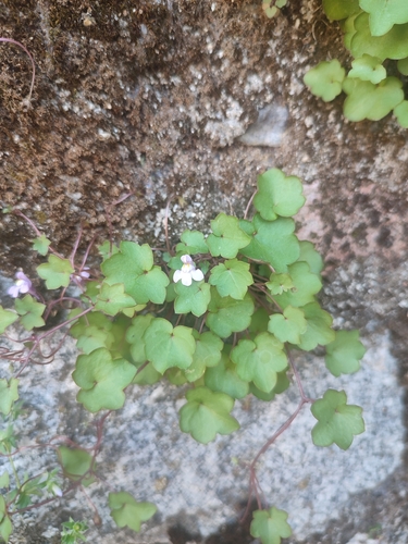 Ivy-leaved toadflax