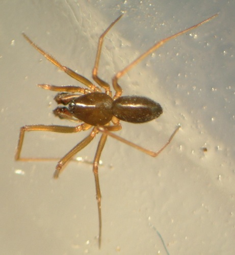 Diplostyla concolor