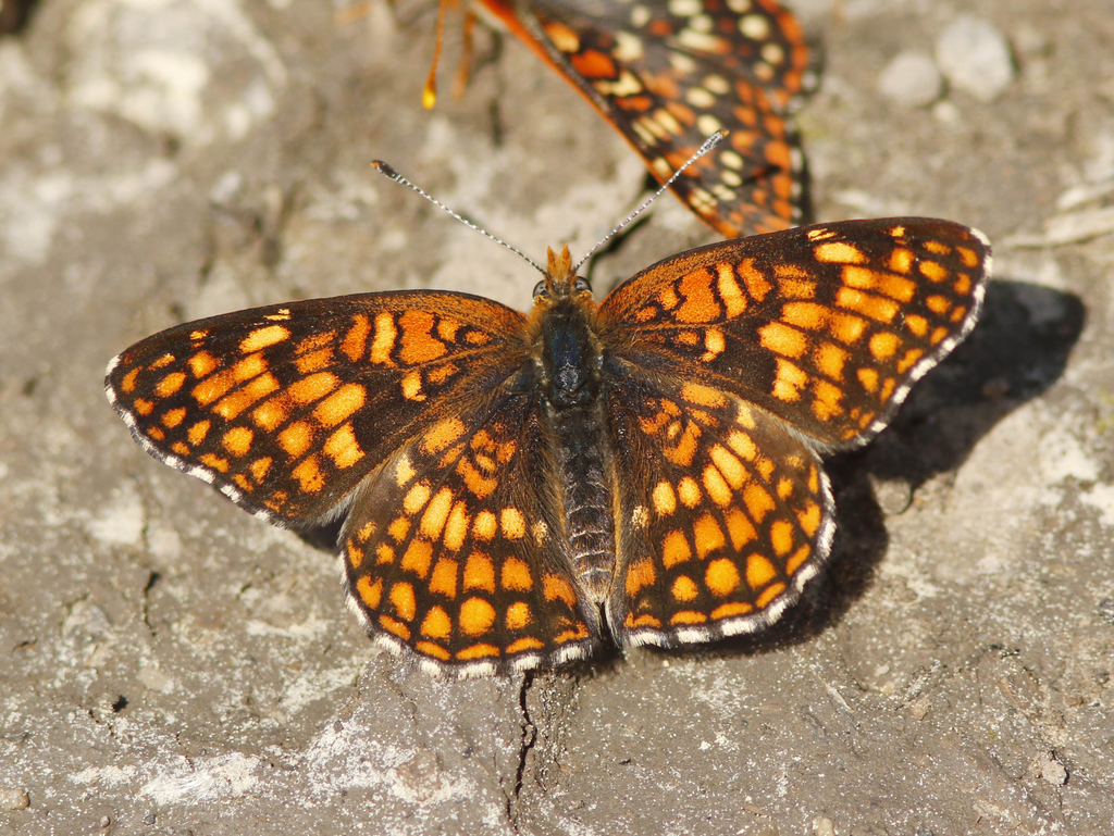 Pallid checkerspot butterfly