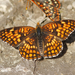 Northern Checkerspot - Photo (c) David Beadle, all rights reserved, uploaded by dbeadle