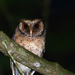 Scops Owls - Photo (c) Carlos N. G. Bocos, all rights reserved