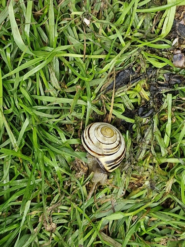 Cepaea nemoralis