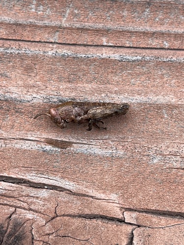 iNaturalist observation photo of Short-horned Grasshoppers