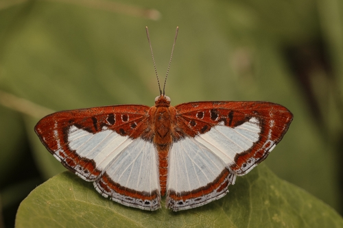 False Nymphidium