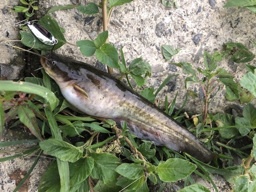 Amur Catfish