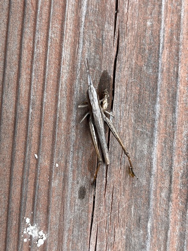 iNaturalist observation photo of Graceful Grasshopper