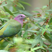 Pink-headed Fruit-Dove - Photo (c) Carlos N. G. Bocos, all rights reserved, uploaded by Carlos N. G. Bocos