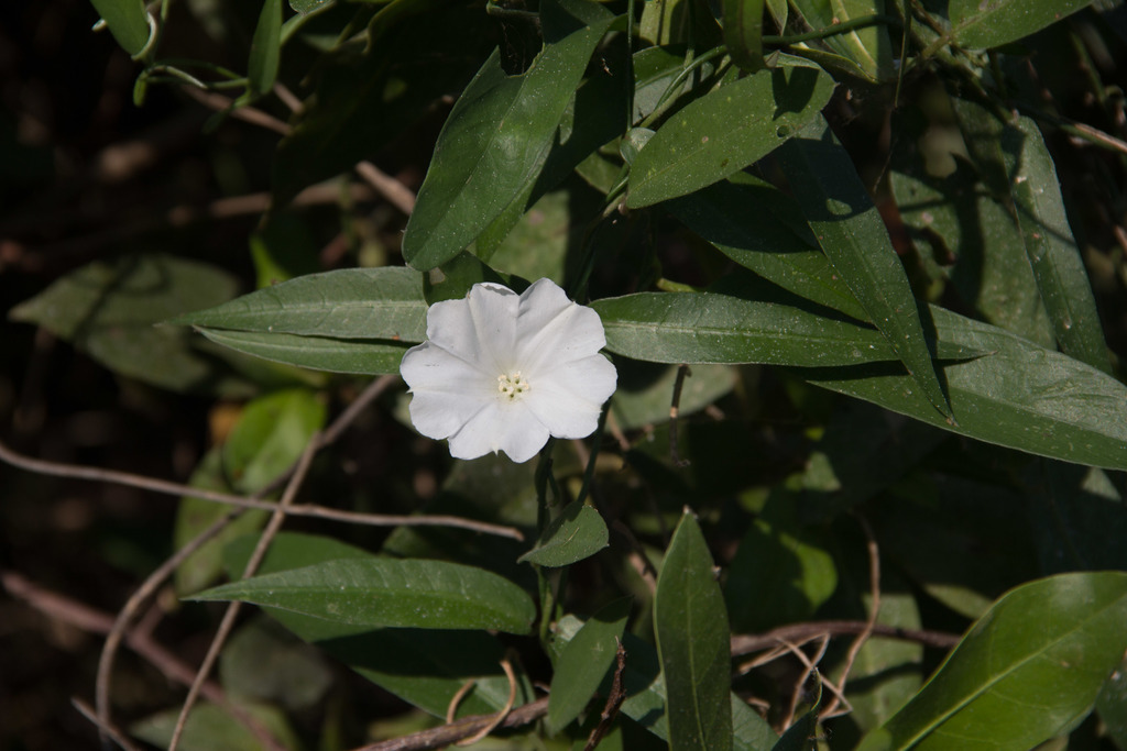 Aniseia martinicensis (Aniseia martinicensis)