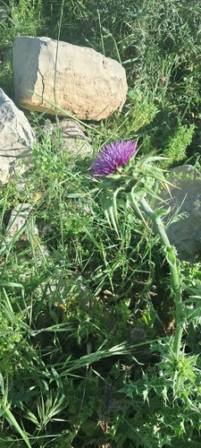 milk thistle