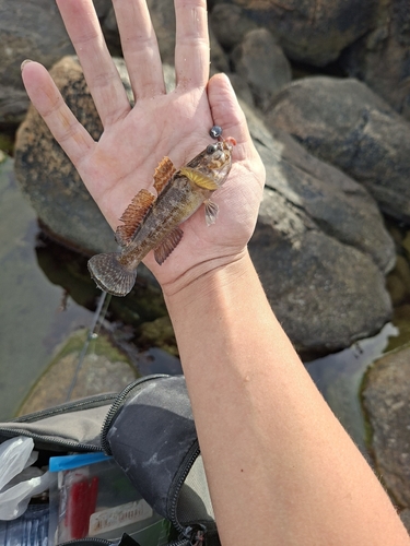 Gobius paganellus