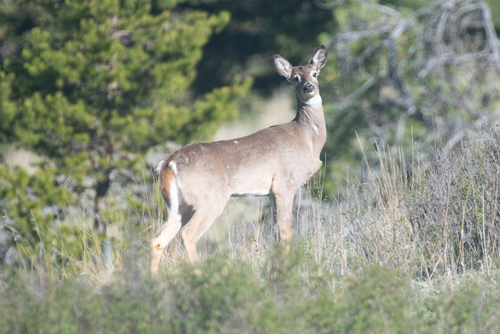 White-tailed Deer