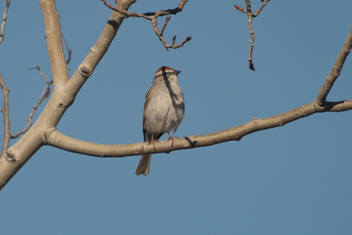 Chipping Sparrow