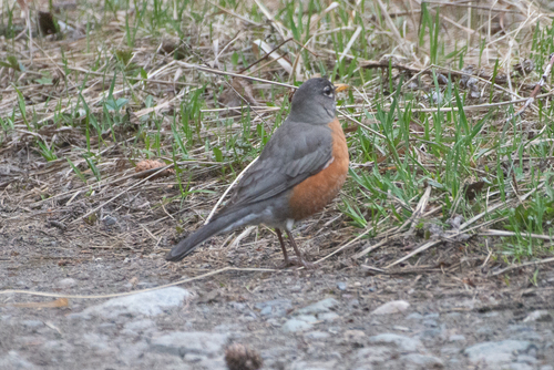 American Robin